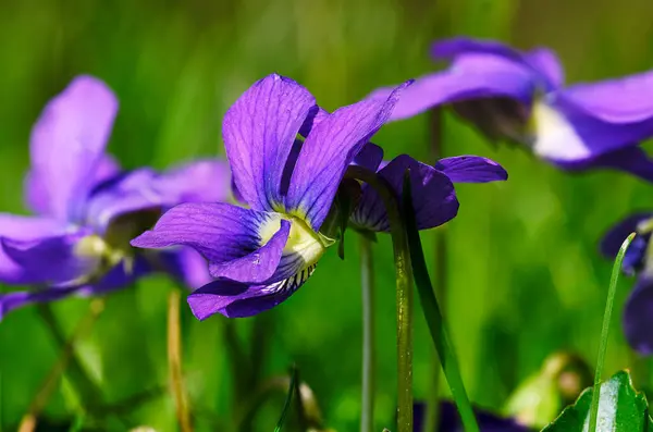 Bahar mevsiminde ahşap menekşeler
