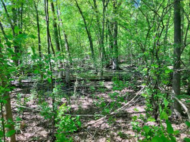 Baharda Southfield, Michigan 'daki Civic Center Park' ta su ve ot yetiştiren bir bataklık.