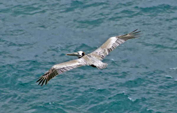 Pelicano Pastaza Equador — Fotografia de Stock
