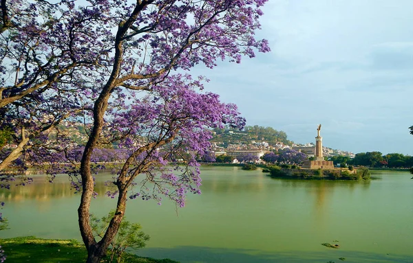 Antananarivo 'daki Anosy Gölü' ndeki Jacaranda ağaçları - Tana, Madagaskar