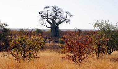 Savanadaki Baobab, Kruger Ulusal Parkı - Güney Afrika