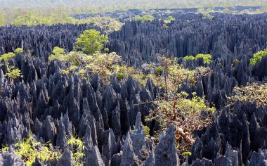 Taş Ormanı, Tsingy de Bemaraha, Calcareous Kayası - Madagaskar
