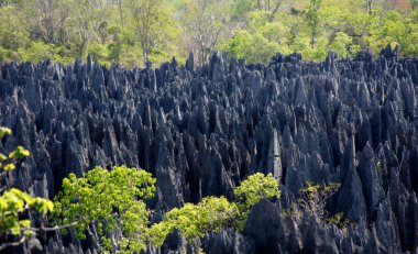 Taş Ormanı, Tsingy de Bemaraha, Calcareous Kayası - Madagaskar
