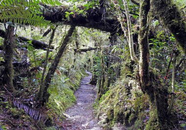 Yağmur ormanları, Queulat Carretera Austral - Şili