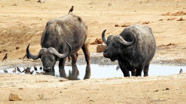Cape Buffalo, Addo, Port Elizabeth - Güney Afrika