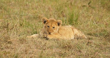 Masai Mara 'da aslan yavrusu - Kenya