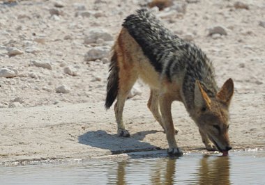 Çakal - Etosha Ulusal Parkı, Namibya