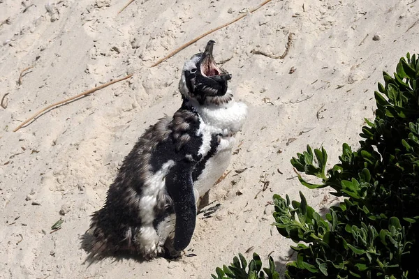 Cape Penguin breeding on Boulders Beach - Simons Town, South Africa
