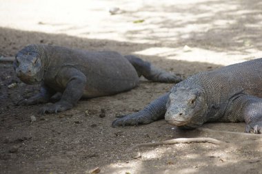 Komodo Ejderhaları - Rinca Adası, Endonezya