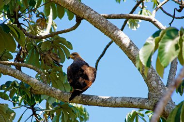 Pantanal 'daki dikkatli kartal Mato Grosso Brezilya