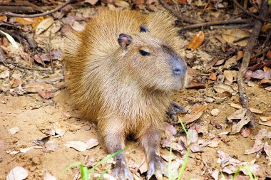 Pantanal 'da Capybara - Mato Grosso - Brezilya