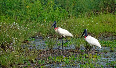 Jabiru Stork Pantanal 'daki yuvasında - Mato Grosso - Brezilya