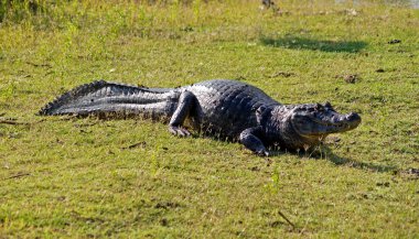 Pantanal Timsah Timsahı - Mato Grosso - Brezilya