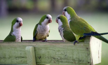 Yeşil papağanlar Pantanal 'da toplandı - Mato Grosso - Brezilya