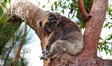 Perth yakınlarındaki Yanchep Ulusal Parkı 'nda Koala - Avustralya