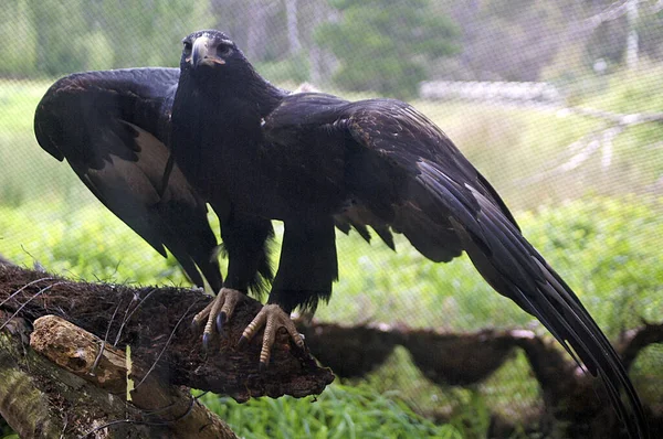 Vadvilág Tasmanian Bold Eagle Ausztrália — Stock Fotó