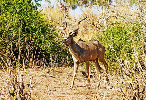 Antilope Kudu Nel Parco Nazionale Del Chobe Botswana — Foto Stock