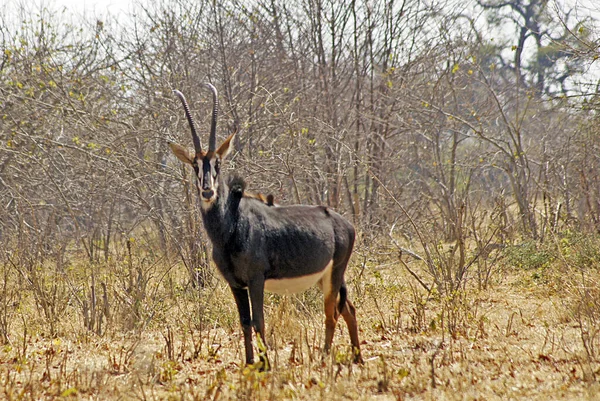 Антилопа Oryx Національному Парку Чобе Ботсвана — стокове фото
