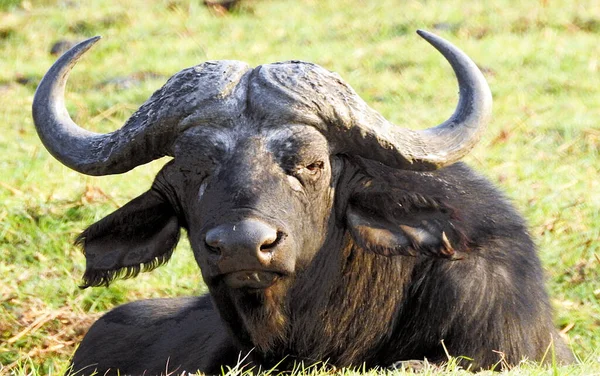 Cape Buffalo Chobe Nemzeti Parkban Botswana — Stock Fotó