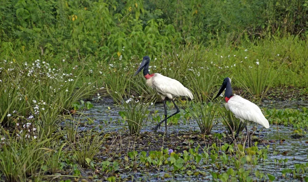 Jabiru Stork Στη Φωλιά Του Στο Pantanal Mato Grosso Βραζιλία — Φωτογραφία Αρχείου