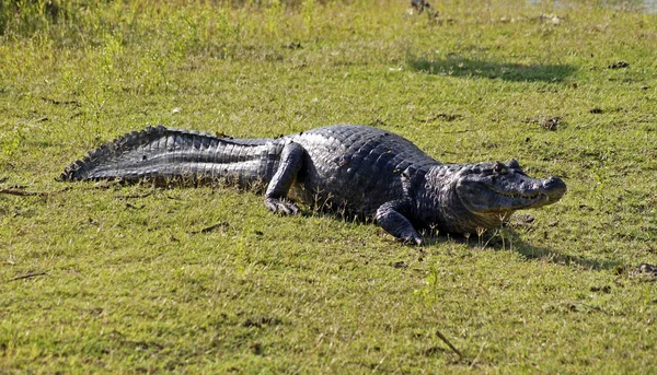 Alligator Caiman Pantanal Mato Grosso Brazil — Stock Photo, Image