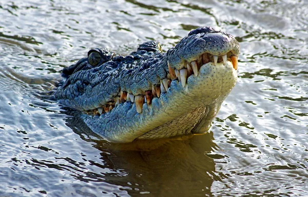 Закрытие Крокодила Дарвине Австралия — стоковое фото