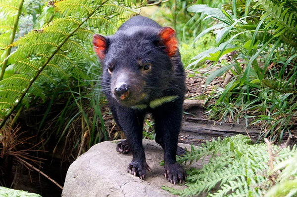 Tasmanian Devil Tasman Island Australia — Foto Stock