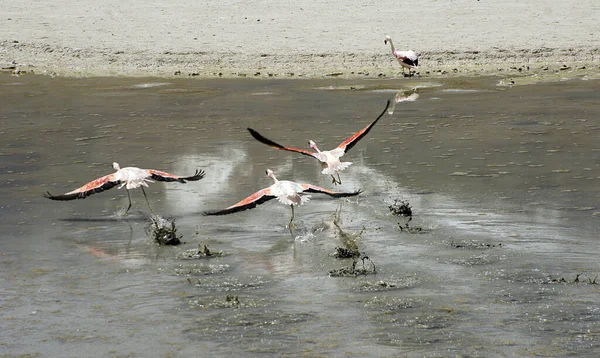 Gruppe Von Anden Flamingos Bolivianischen Altiplano — Stockfoto