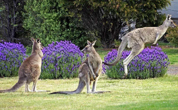 Kängurus Grampians National Park Australien — Stockfoto
