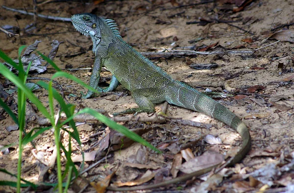 Lagarto Iguana Pantanal Mato Grosso Brasil — Fotografia de Stock