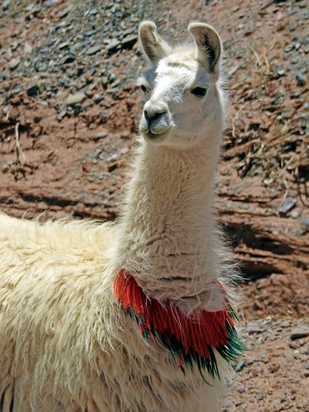 Llama San Antonio Los Cobres Provinsen Salta Argentina — Stockfoto