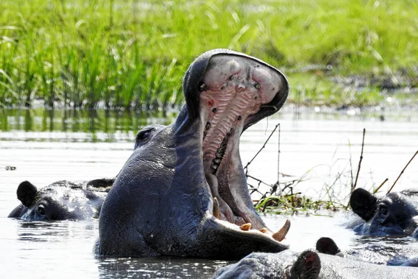 Hippos Mouths Open Okavango Delta Botswana Stock Image