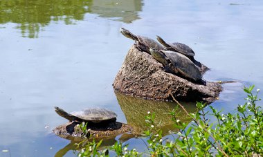 Porto Alegre 'de Kaplumbağalar Rio Grande do Sul Brezilya