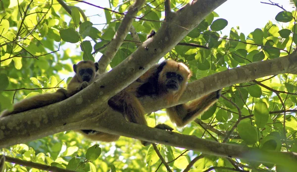 Monos Aulladores Pantanal Mato Grosso Brasil —  Fotos de Stock