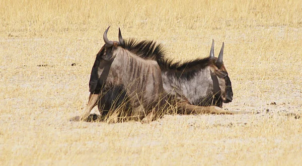 Wildebeest Nel Delta Dell Okavango Botswana — Foto Stock