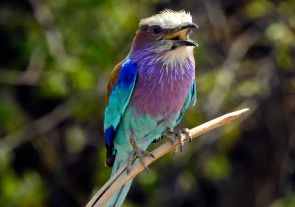 Uccello Rullo Dal Petto Lilla Nel Parco Nazionale Del Chobe — Foto Stock