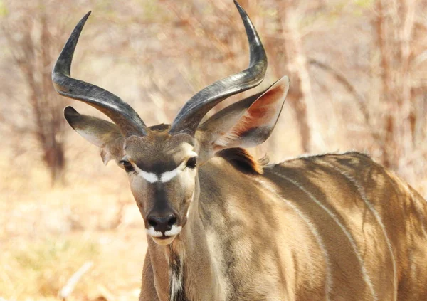 Primo Piano Dell Antilope Kudu Nel Parco Nazionale Del Chobe — Foto Stock