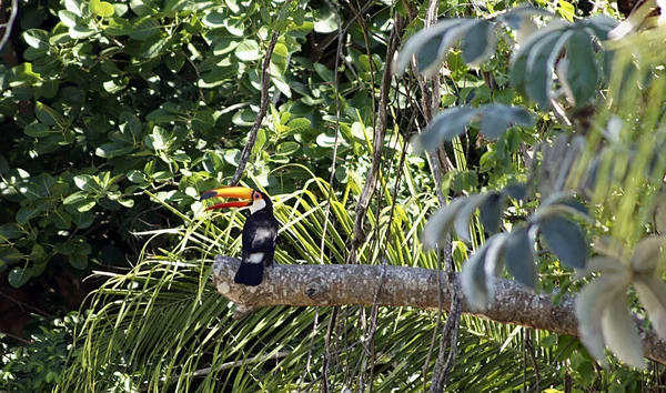 Toucan Dans Pantanal Mato Grosso Brésil — Photo