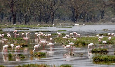 Lagoon 'da Pembe Flamingo, Walvis Körfezi, Namibya