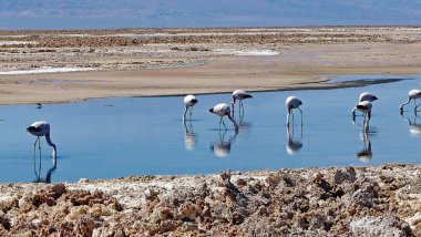 Salar de Atacama 'daki flamingolar - Şili