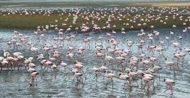 Lagoon 'daki Pembe Flamingolar - Walvis Körfezi, Namibya
