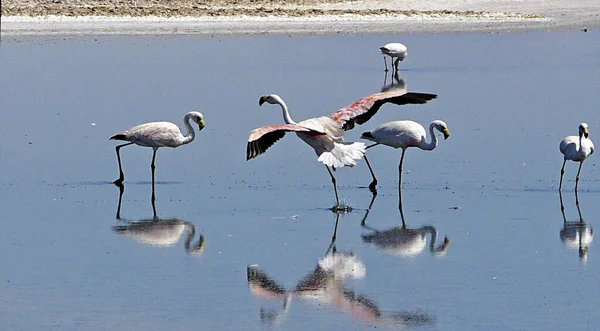 Flamingos Στο Salar Atacama Χιλή — Φωτογραφία Αρχείου