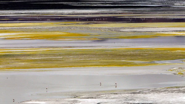 Flamingos Salar Tara Atacama Χιλή — Φωτογραφία Αρχείου