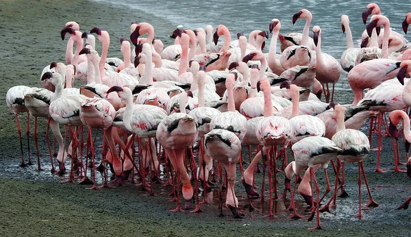 Rosa Flamingos Der Lagune Walvisbucht Namibia — Stockfoto