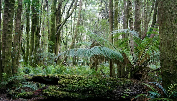 Дивовижні Тропічні Ліси Національному Парку Франклін Тасманія Австралія — стокове фото