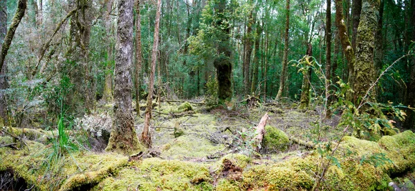 Atemberaubende Regenwälder Franklin National Park Von Tasmanien Australien — Stockfoto