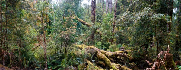 Εκπληκτικά Τροπικά Δάση Στο Εθνικό Πάρκο Franklin Της Τασμανίας Αυστραλία — Φωτογραφία Αρχείου