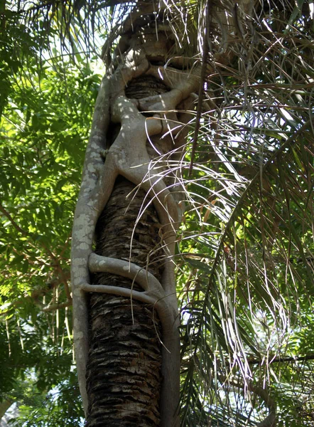 Pohon Pencekik Pantanal Mato Grosso Brazil — Stok Foto