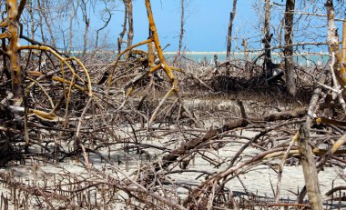 Jericoacoara Ulusal Parkı 'ndaki kuru mangrov bataklığı - Brezilya