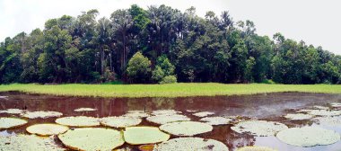 Manaus yakınlarındaki Amazon nehrinde Victoria Regia nilüferleri - Brezilya